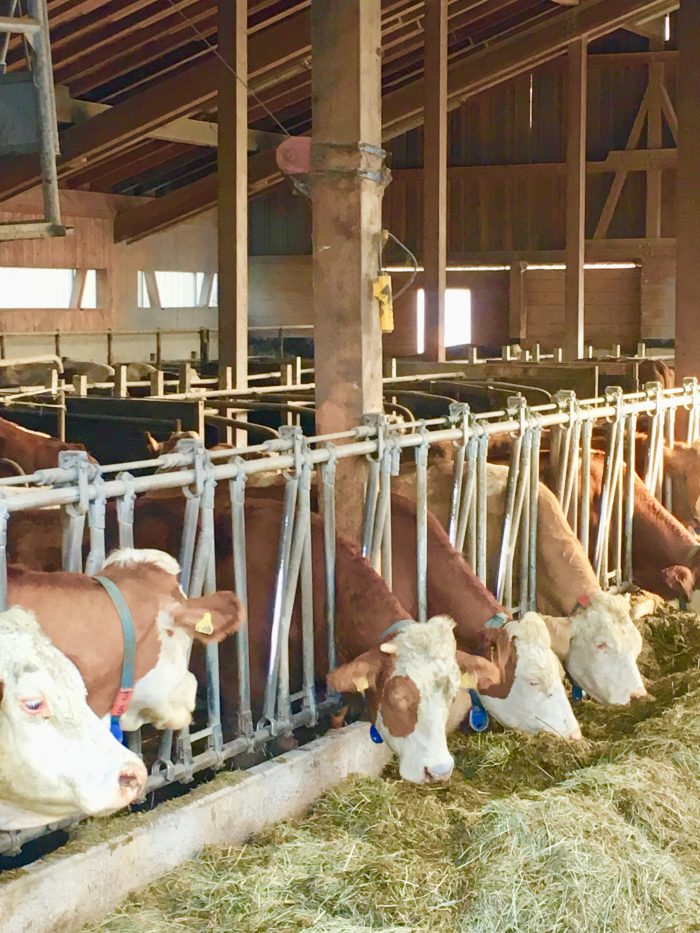 Hofladen Thomahof, Brandl