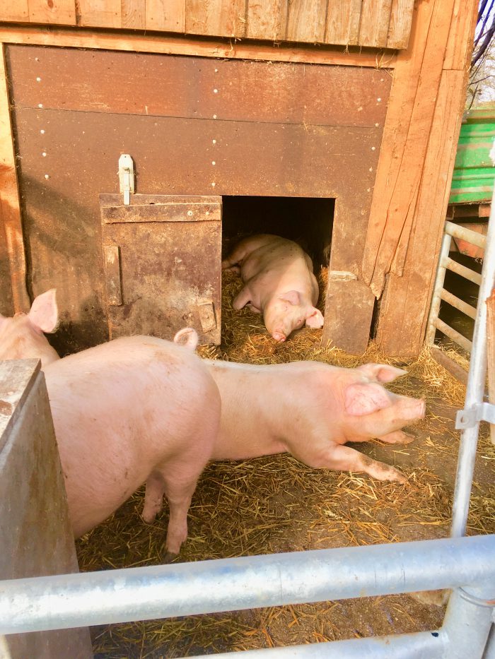 Hofladen Thomahof, Brandl