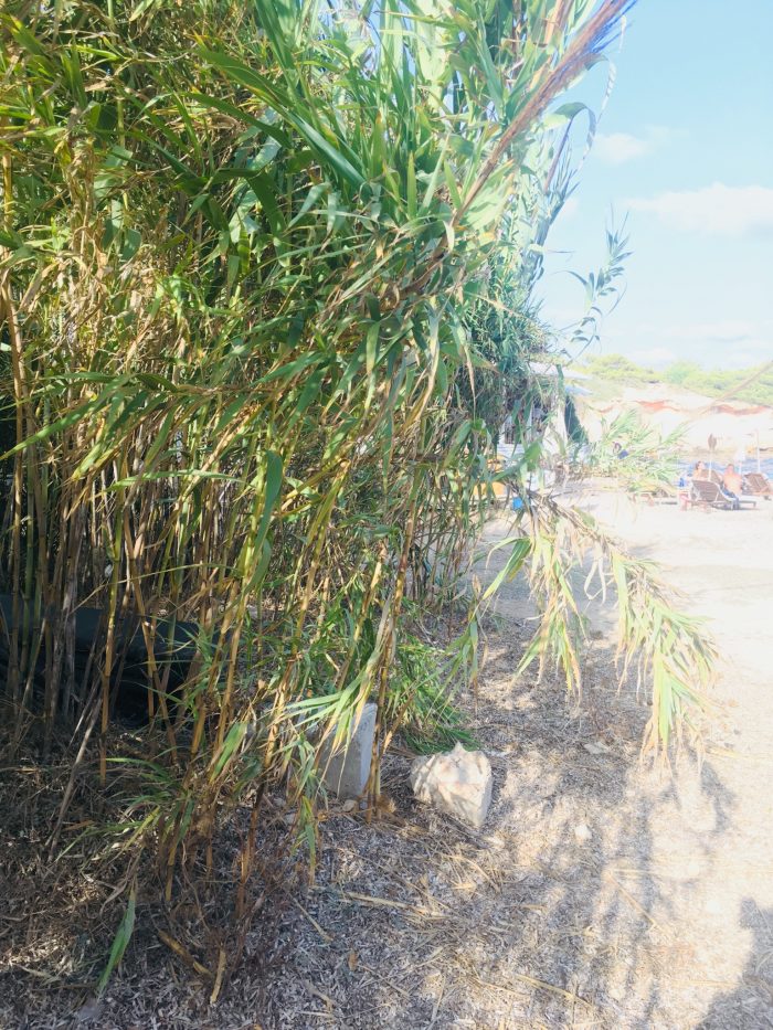 Cala Bonita Restaurant Ibiza
